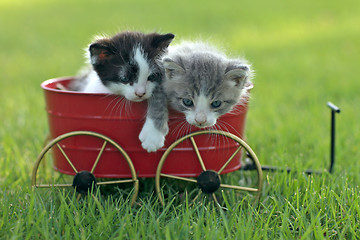 Image showing Kittens Outdoors in Natural Light