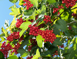 Image showing Snowball tree.