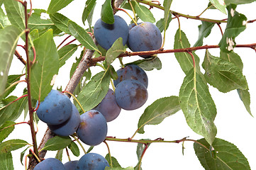 Image showing Sloe.