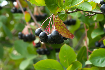 Image showing Aronia.