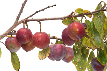 Image showing Plum.