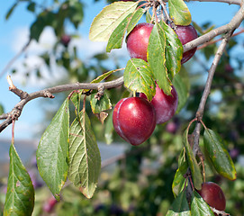 Image showing Plum.