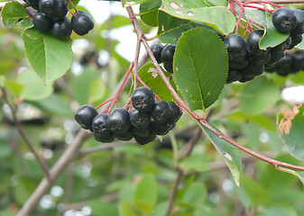 Image showing Aronia.