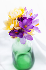 Image showing Crocuses on the table