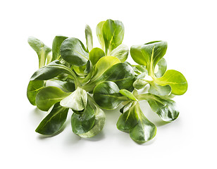 Image showing Valerianella salad