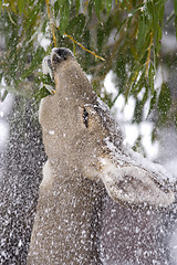 Image showing Winter feeding