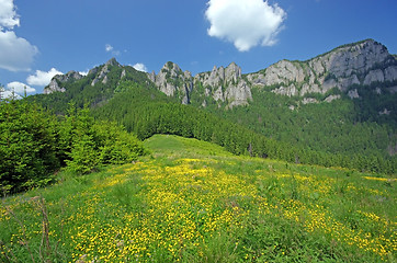 Image showing Alpine meadow