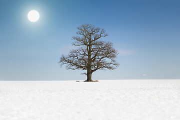 Image showing Old tree on snowy field with a sun on a blue sky background