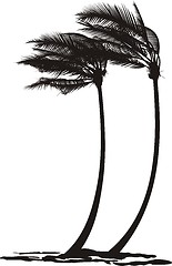 Image showing Palm trees in the wind