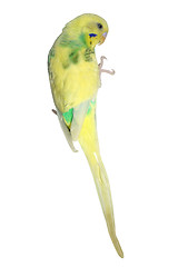 Image showing Yellow Parakeet
