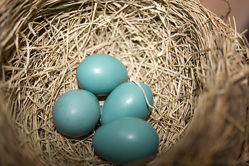 Image showing Robbin Eggs