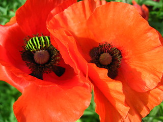 Image showing beautiful red flowers of the poppy