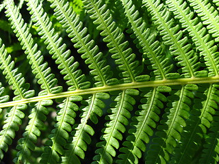 Image showing Fine pattern from leaves of fern