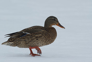 Image showing Mallard in the snow
