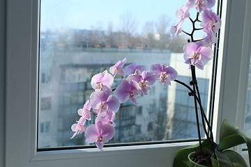 Image showing Fine branch of a blossoming pink orchid