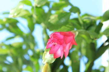 Image showing Fine pink flower of Schlumbergera