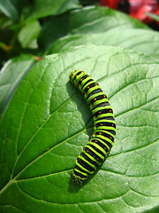 Image showing Caterpillar of the butterfly  machaon on the leaf