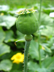 Image showing green head of the poppy