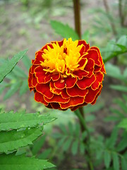 Image showing beautiful flower of tagetes