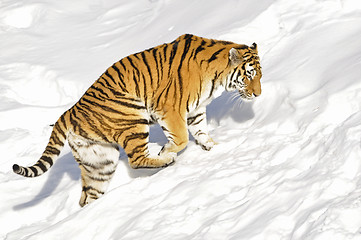 Image showing Siberian tiger