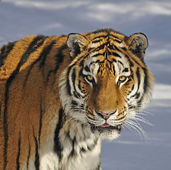 Image showing Siberian tiger