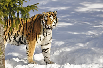 Image showing Siberian tiger