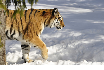 Image showing Siberian tiger