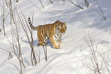 Image showing Siberian tiger