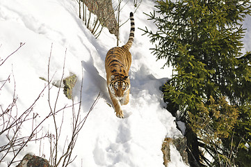 Image showing Siberian tiger