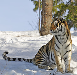 Image showing Siberian tiger
