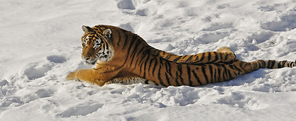 Image showing Tiger