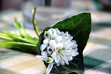 Image showing Snowdrops 