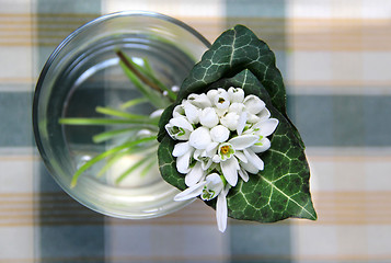 Image showing Snowdrops 