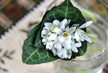 Image showing Snowdrops 