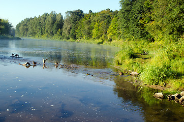 Image showing duck swim misty fogy river water bay sunrise 