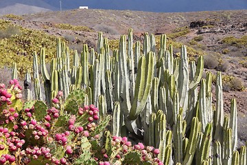 Image showing Canary Islands