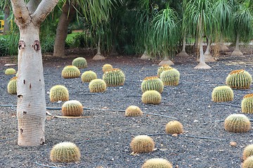 Image showing Cactus garden in Tenerife