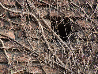 Image showing Wall covered with dry vine