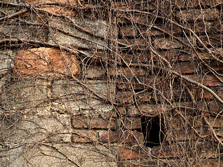 Image showing Brick castle and dead ivy