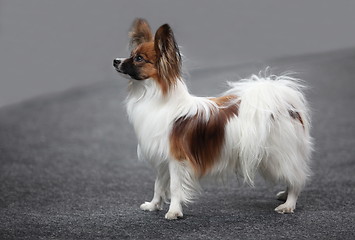 Image showing papillon