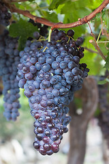 Image showing Grapes Hanging on a Vine