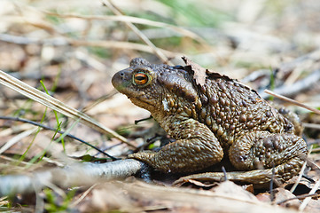Image showing The toad who has woken up after hibernation