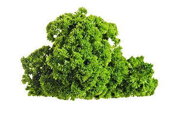 Image showing fresh bunch of parsley isolated on white 