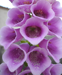 Image showing Foxgloves