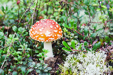 Image showing The mushroom a fly-agaric grows one in a wood, among a herb