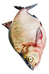 Image showing Bream is isolated on a white background 