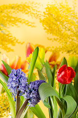 Image showing Spring bouquet with a mimosa and tulips