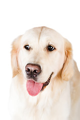 Image showing Labrador retriever,  is isolated on a white background