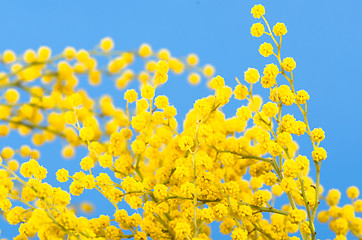 Image showing blossoming mimosa, a close up