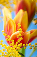 Image showing Spring bouquet with a mimosa and tulips